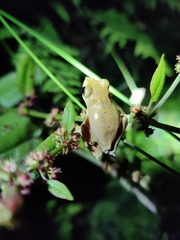 Rhacophorus subansiriensis