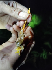 Rhacophorus subansiriensis