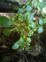 Aichryson divaricatum