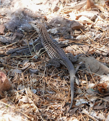 Aspidoscelis exsanguis