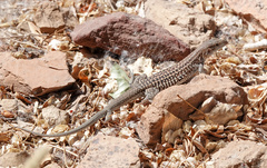 Aspidoscelis exsanguis