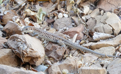 Aspidoscelis exsanguis