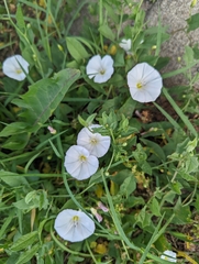 Convolvulus arvensis