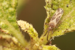 Teleonemia scrupulosa