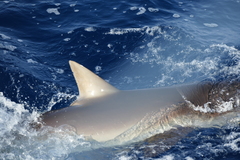 Carcharhinus falciformis