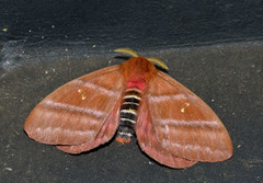 Cerodirphia rosacordis