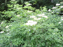 Sambucus nigra
