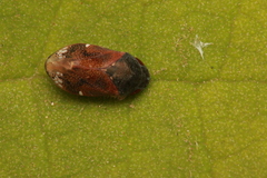 Penthimia irrorata