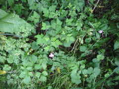 Geranium robertianum