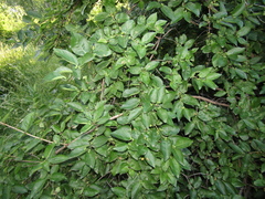 Lonicera × muendeniensis