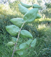 Lonicera × muendeniensis