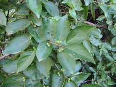 Lonicera × muendeniensis