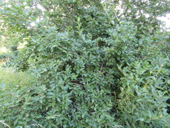 Lonicera × muendeniensis