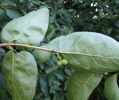 Lonicera × muendeniensis
