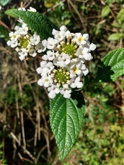 Lantana undulata