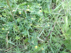 Medicago lupulina