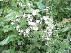 Microbotryum lychnidis-dioicae