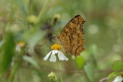 Polygonia c-aureum lunulata
