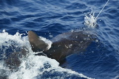 Carcharhinus falciformis