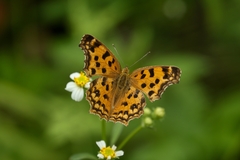 Polygonia c-aureum lunulata