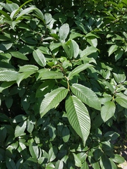 Rhamnus imeretina