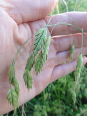 Bromus grossus