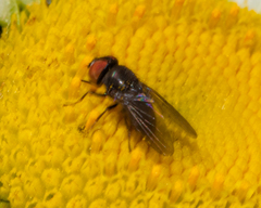 Eusiphona mira