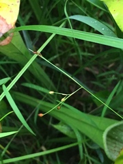 Rhynchospora rariflora