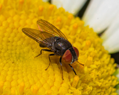 Eusiphona mira