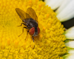 Eusiphona mira