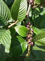 Rhamnus imeretina