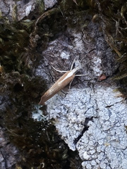 Ypsolopha lucella