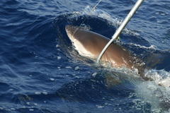 Carcharhinus falciformis