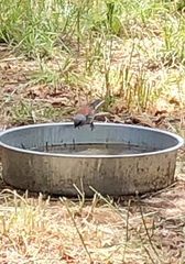 Junco hyemalis dorsalis