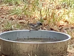 Junco hyemalis dorsalis