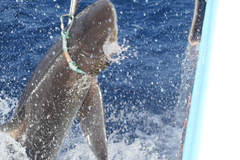 Carcharhinus falciformis