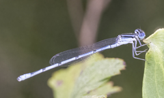 Enallagma doubledayi