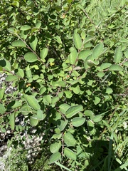 Cotoneaster alaunicus
