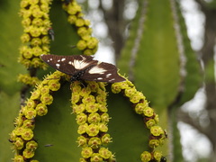 Pseudacraea lucretia tarquinea