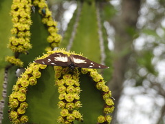 Pseudacraea lucretia tarquinea