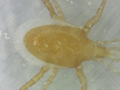 Acari