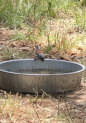 Junco hyemalis dorsalis