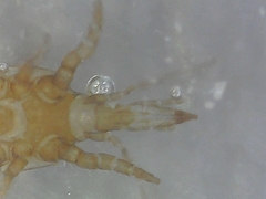 Acari