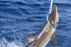 Carcharhinus falciformis