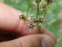 Luzula multiflora multiflora