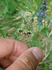 Luzula multiflora multiflora
