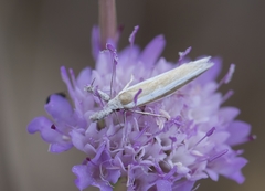 Pleurota aristella