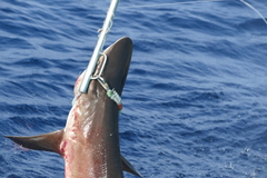 Carcharhinus falciformis