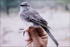 Pachycephala inornata