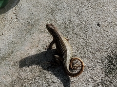 Leiocephalus carinatus